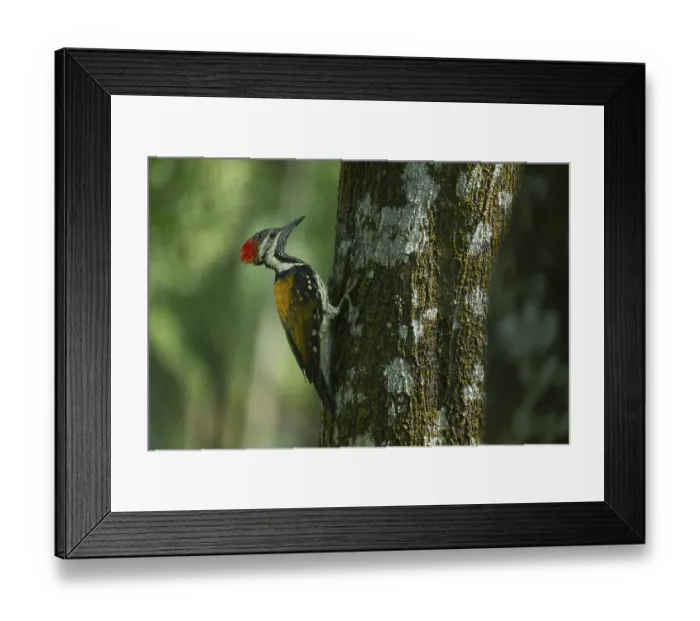 Framed Print : A close-up of a Black-rumped flameback (Dinopium benghalense) on a tree