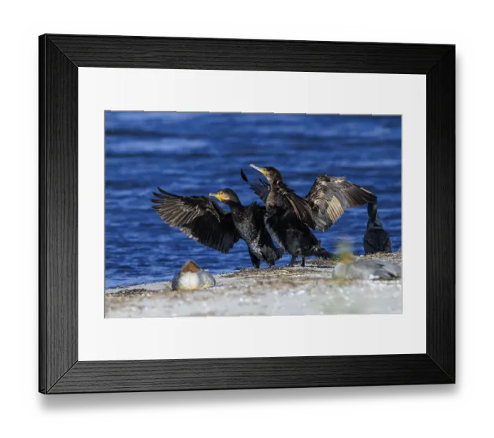 Framed Print : Two cormorants present themselves with spread wings in front of the sea horizon