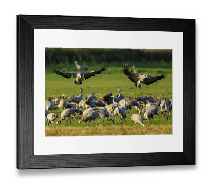 Framed Print : Two cranes land on a busy meadow full of other cranes