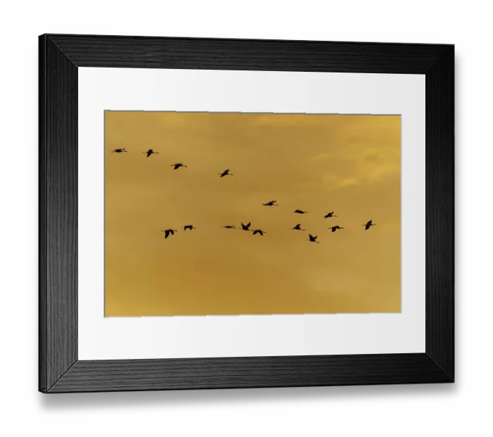 Framed Print : A group of cranes flying in formation against the orange sky at sunset