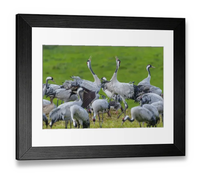 Framed Print : Active cranes communicating with each other Framed Print : Active cranes communicating with each other