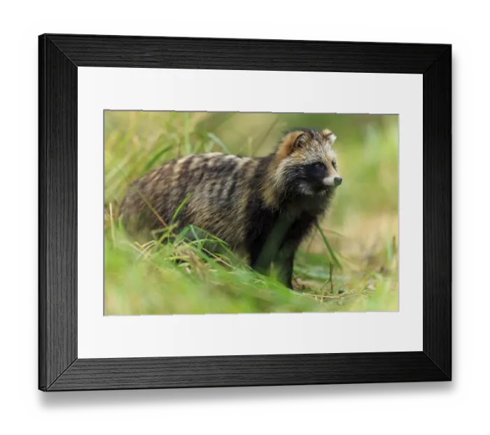 Framed Print : A raccoon dog stands alert in the grass looking into the distance