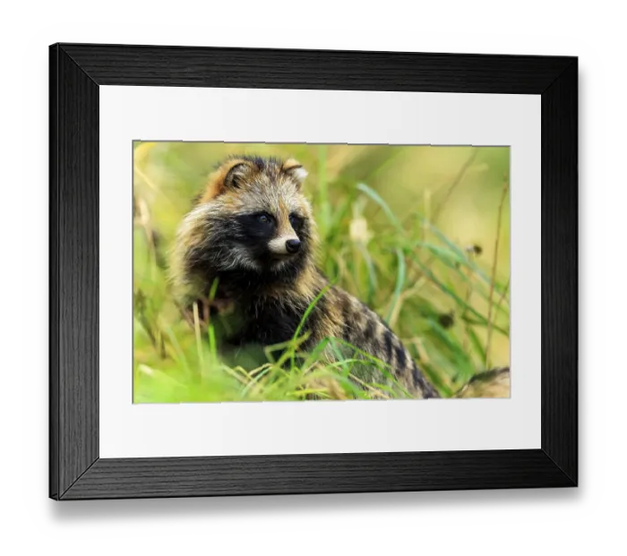 Framed Print : A raccoon dog looks attentively to the side in the midst of green nature Framed Print : A raccoon dog looks attentively to the side in the midst of green nature
