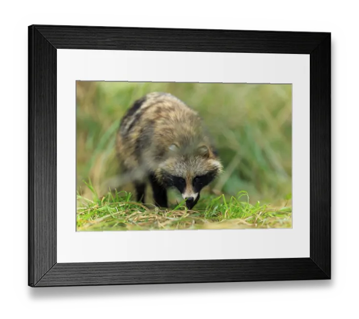 Framed Print : A raccoon dog in the grass, well camouflaged and curiously looking down