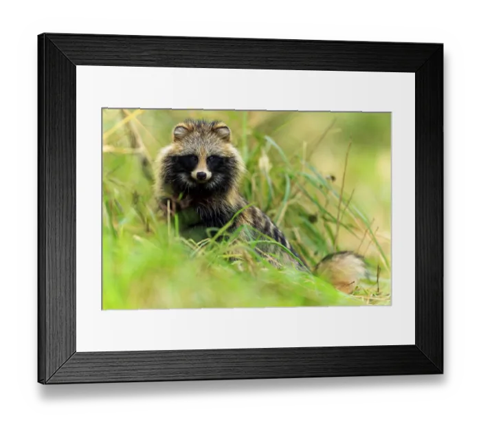 Framed Print : A raccoon dog sits in the grass and looks intently at the camera