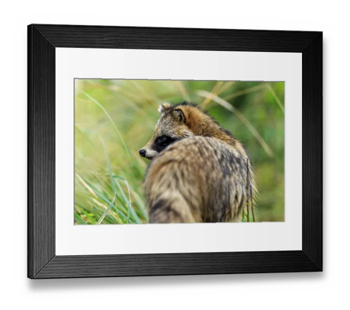 Framed Print : A raccoon dog in side view looking into the green