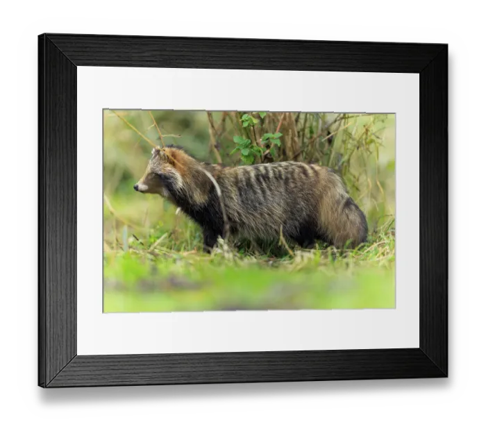 Framed Print : A raccoon dog stands sideways in front of a tree trunk in the grass Framed Print : A raccoon dog stands sideways in front of a tree trunk in the grass