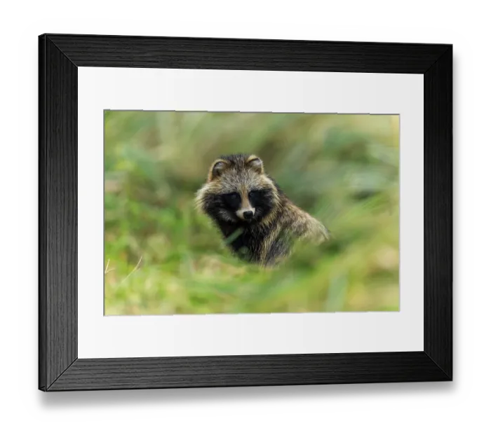 Framed Print : A raccoon dog looks through the grasses and looks alert