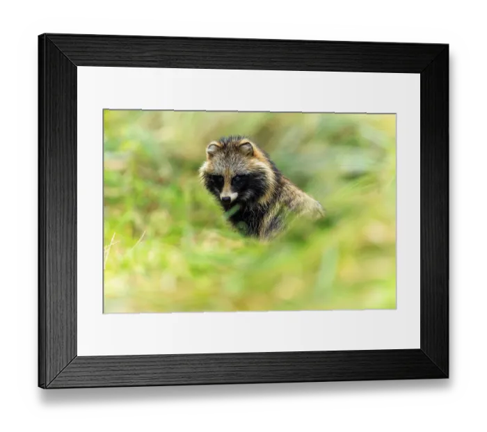 Framed Print : A raccoon dog partly hides in the grass and looks out