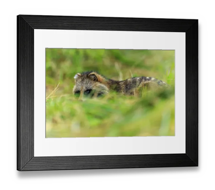 Framed Print : A raccoon dog lies in the grass and is surrounded by vegetation Framed Print : A raccoon dog lies in the grass and is surrounded by vegetation