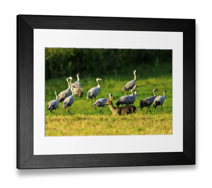 Framed Print : A deer stands on a green field surrounded by several cranes under sunny skies Framed Print : A deer stands on a green field surrounded by several cranes under sunny skies