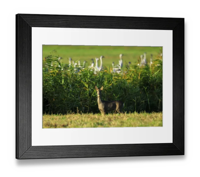 Framed Print : A deer in a grassy landscape with bamboo in the background and twilight Framed Print : A deer in a grassy landscape with bamboo in the background and twilight