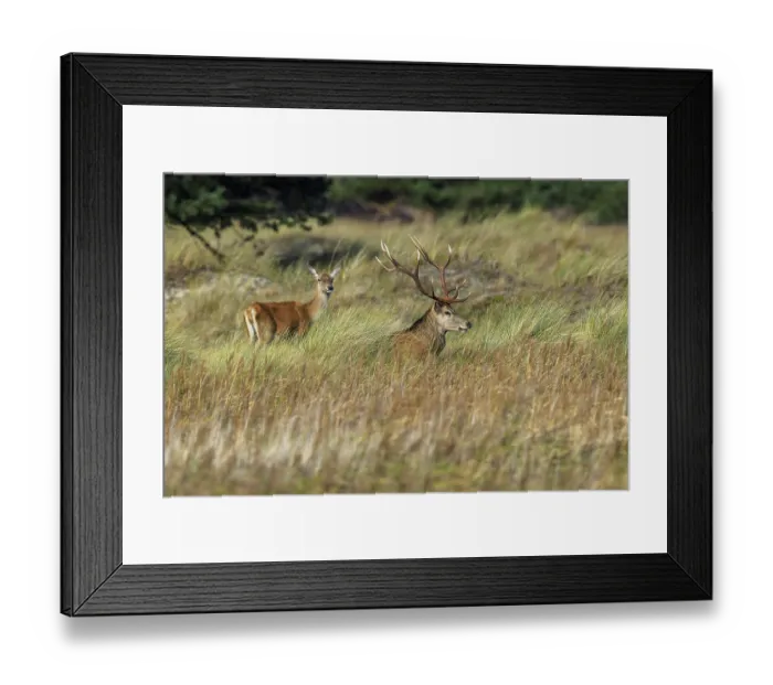 Framed Print : Two deer with antlers in the tall grass of a forest clearing