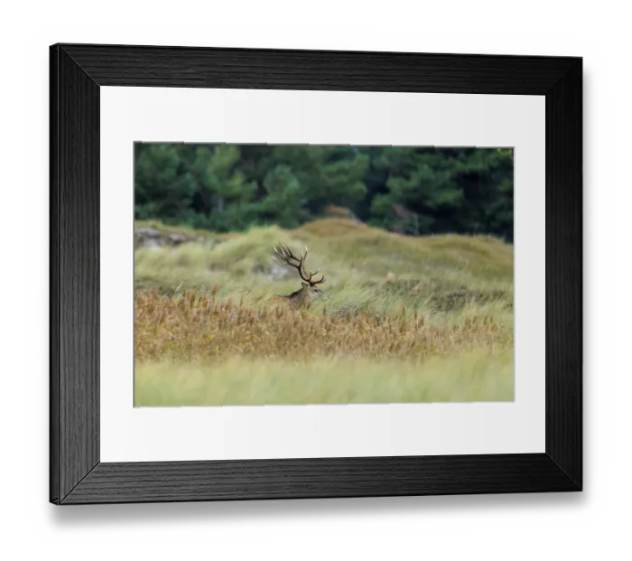 Framed Print : A single deer with impressive antlers in tall grass against a forest background