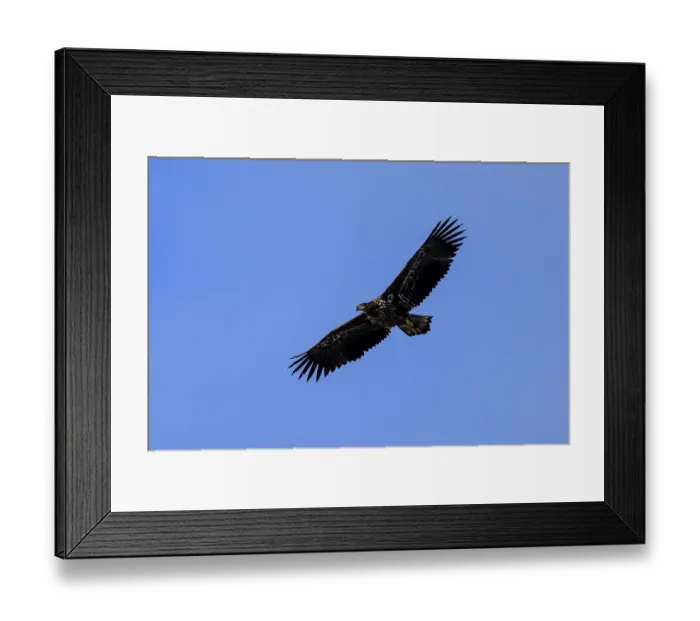Framed Print : An eagle flies majestically high in the blue sky