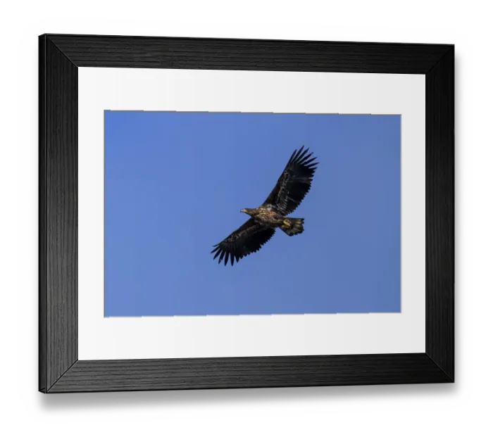 Framed Print : An eagle spreading its wings under the blue sky