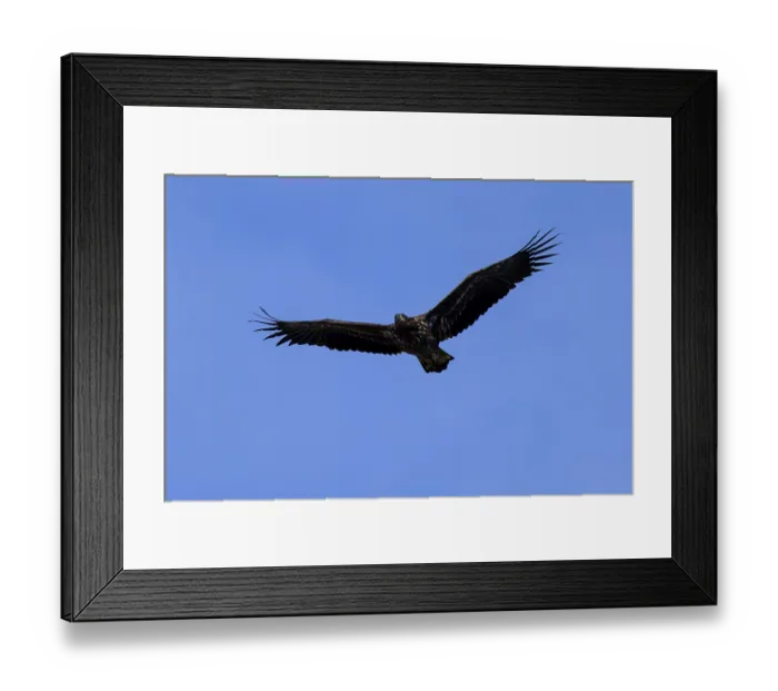 Framed Print : An eagle flying with wide wings against a blue sky