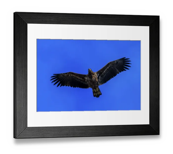 Framed Print : An eagle hovers in a clear sky with outstretched wings Framed Print : An eagle hovers in a clear sky with outstretched wings