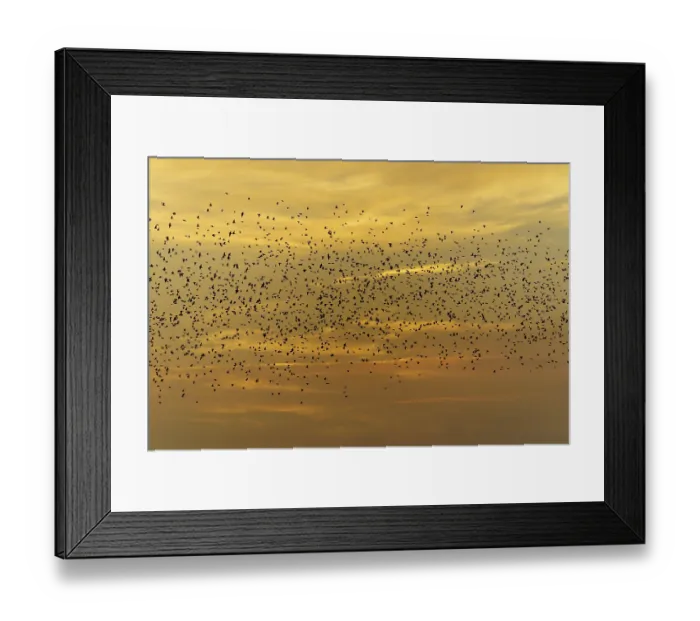 Framed Print : A large flock of birds flying in front of an orange sky at sunset