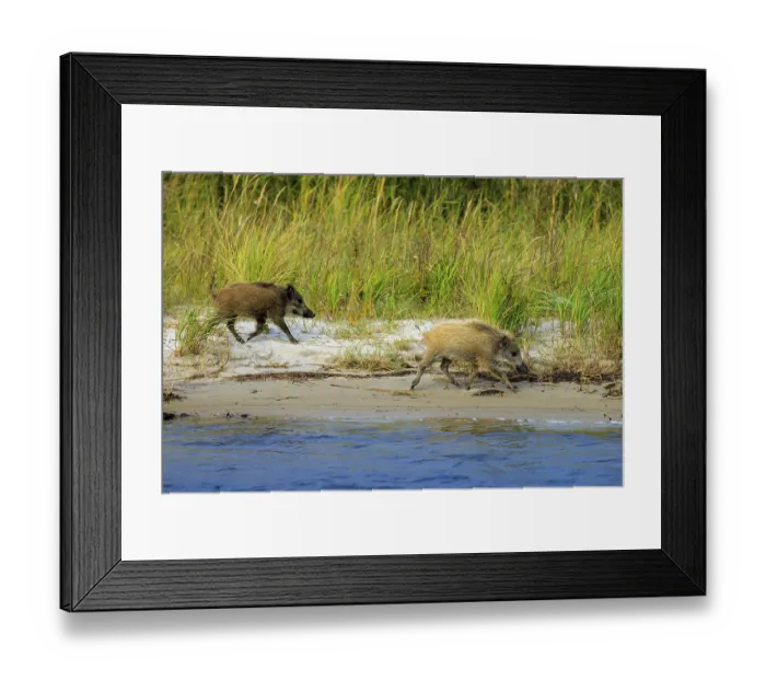Framed Print : Two wild boars walk along the beach next to grassy dunes Framed Print : Two wild boars walk along the beach next to grassy dunes