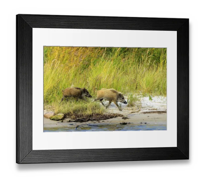 Framed Print : Two wild boars run dynamically along the beach
