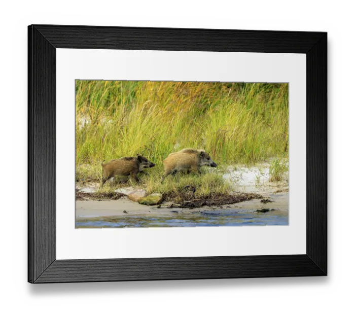Framed Print : Wild boars run energetically on the beach
