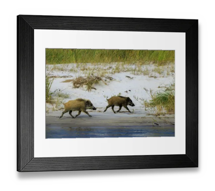 Framed Print : Wild boars trot along the white sandy beach Framed Print : Wild boars trot along the white sandy beach