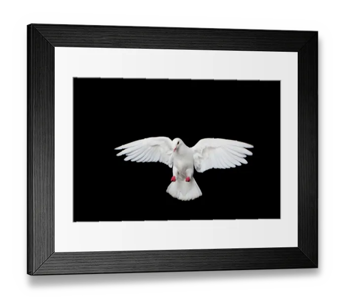 Framed Print : Bird, dove, isolated, black background