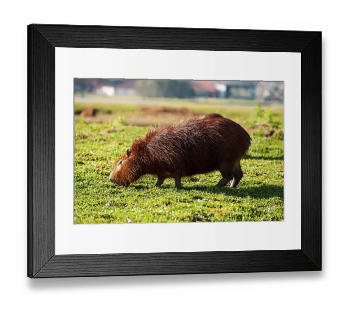 Framed Print : Animal, capybara, Hydrochoerus hydrochaeris