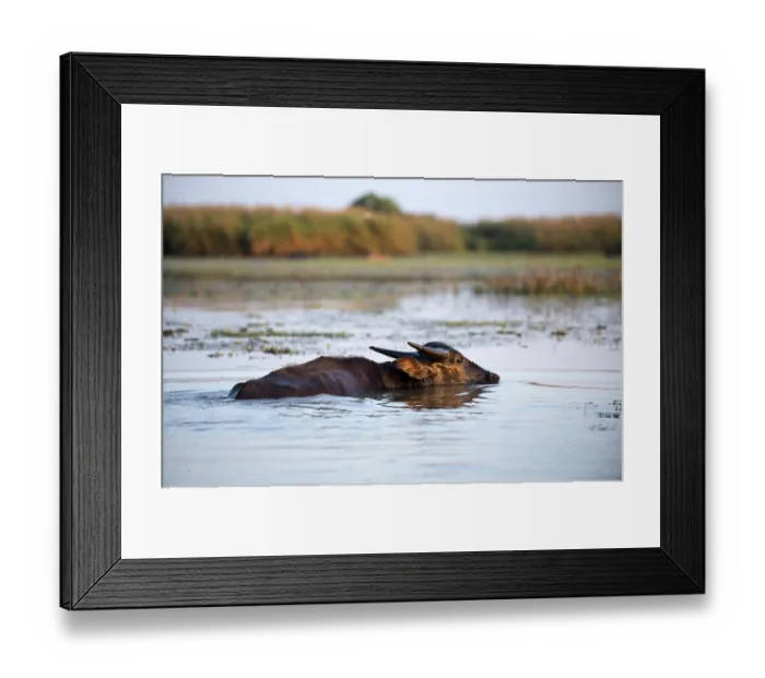 Framed Print : Buffalo-asiatic, Water buffalo Framed Print : Buffalo-asiatic, Water buffalo