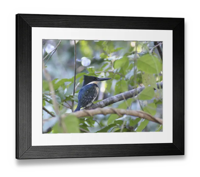 Framed Print : Martin-pescador-pequeno, macho