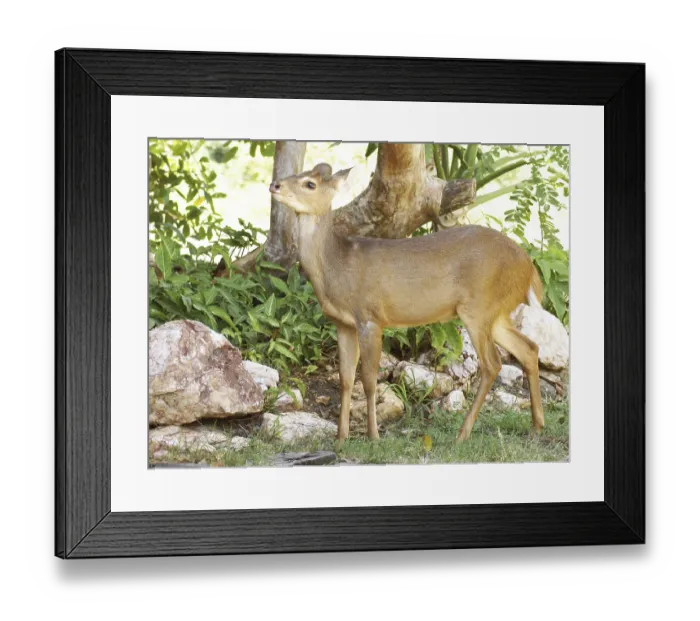 Framed Print : Deer of the Swampland, Nestling
