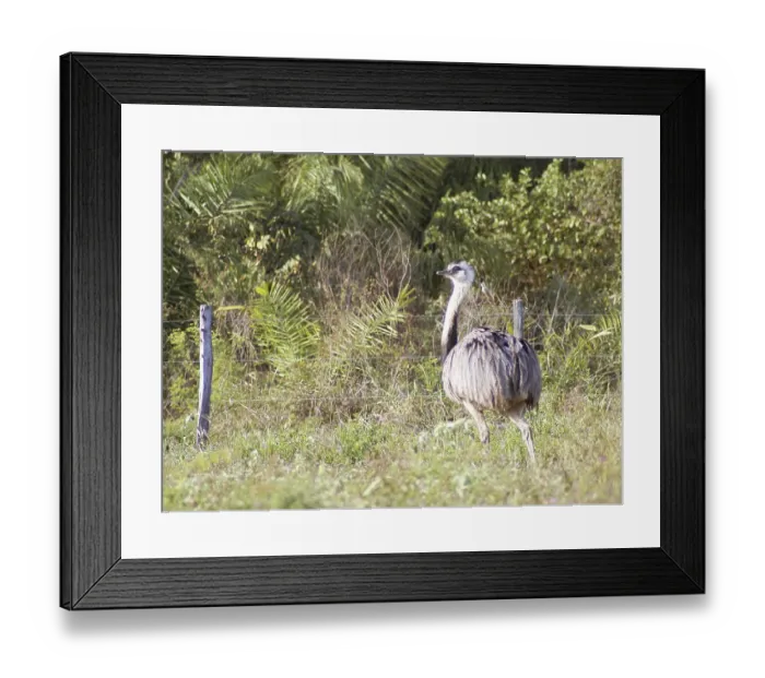 Framed Print : Emu, Pantanal, Mato Grosso do Sul, Brazil Framed Print : Emu, Pantanal, Mato Grosso do Sul, Brazil