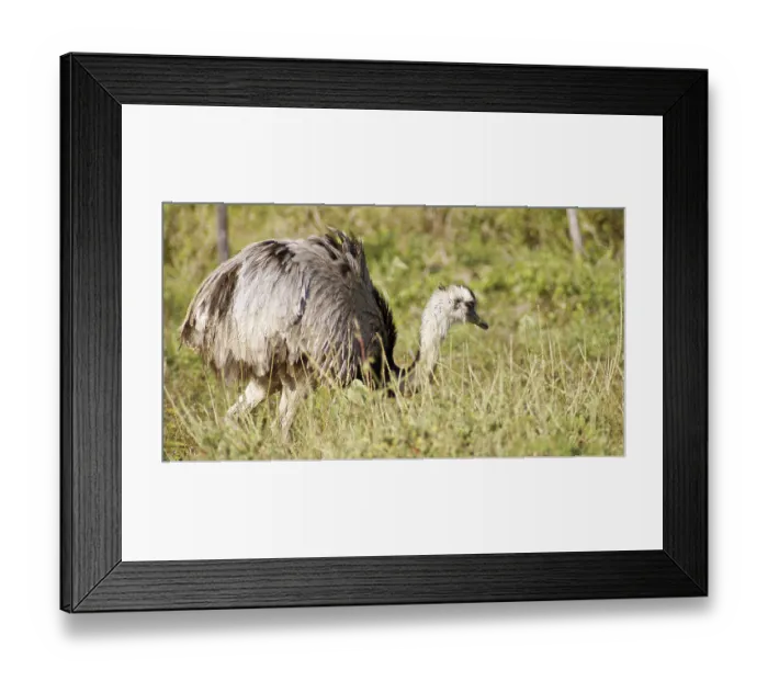 Framed Print : Emu, Pantanal, Mato Grosso do Sul, Brazil