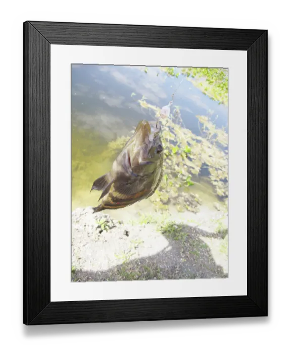 Framed Print : Fish, Fishhook, Pantanal, Mato Grosso do Sul Framed Print : Fish, Fishhook, Pantanal, Mato Grosso do Sul
