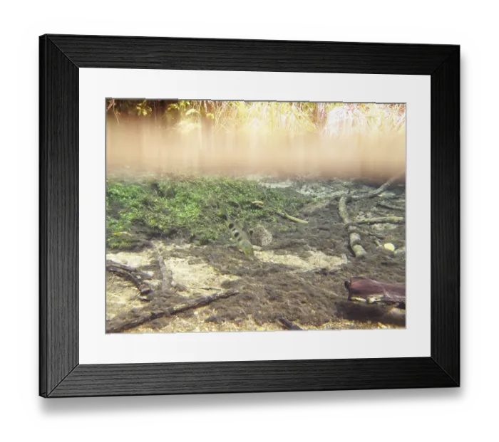 Framed Print : Fish, Piava, Leporinus elongatus