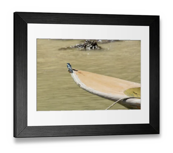 Framed Print : Birds, Nature, Sao Paulo Hill Framed Print : Birds, Nature, Sao Paulo Hill