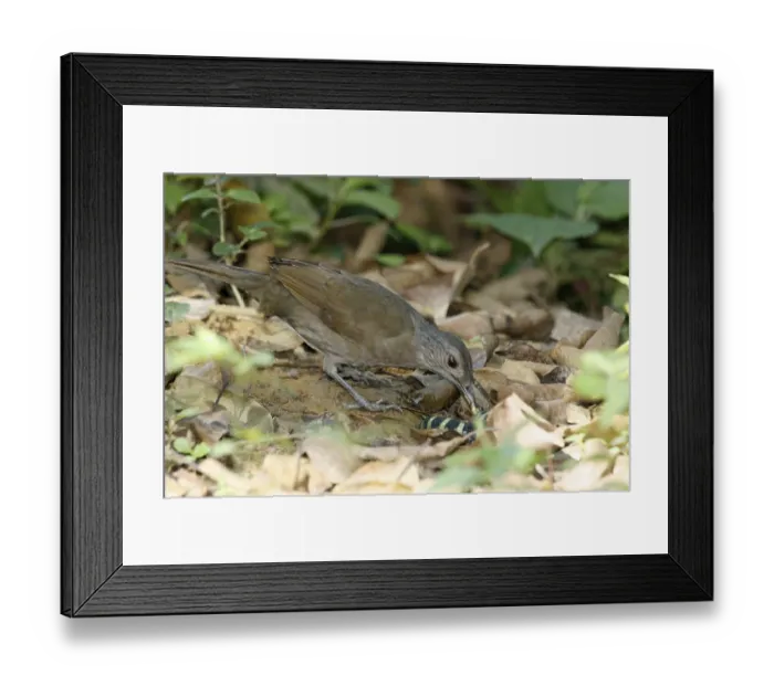 Framed Print : Birds, Nature, Trindade, Rio de Janeiro, Brazil