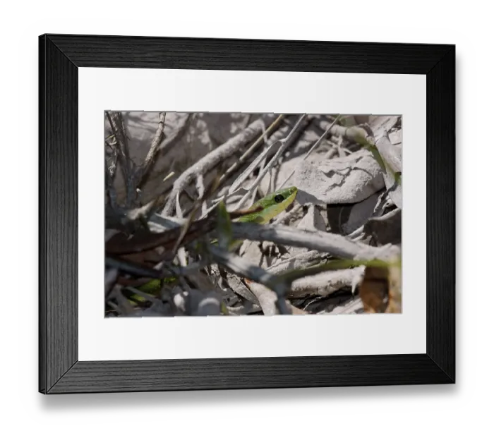 Framed Print : Snake, Animal, Chapada Diamantina, Bahia, Brazil