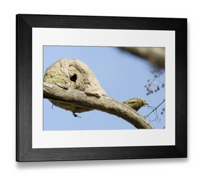 Framed Print : Bird, Sanhaco of the coconut tree