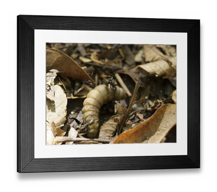 Framed Print : Caterpillar, Leaves, Ilha Grande