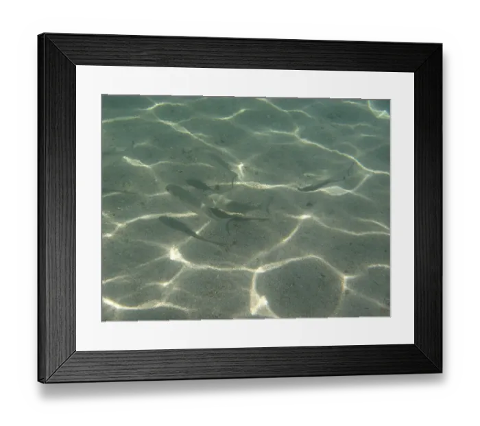 Framed Print : Underwater pictures, Pisces, Ilha Grande