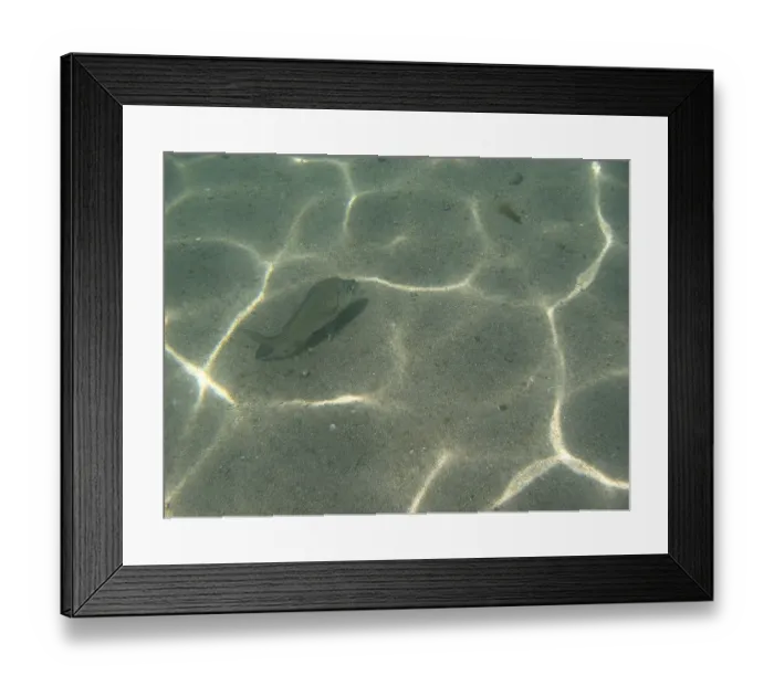Framed Print : Underwater pictures, Pisces, Ilha Grande Framed Print : Underwater pictures, Pisces, Ilha Grande