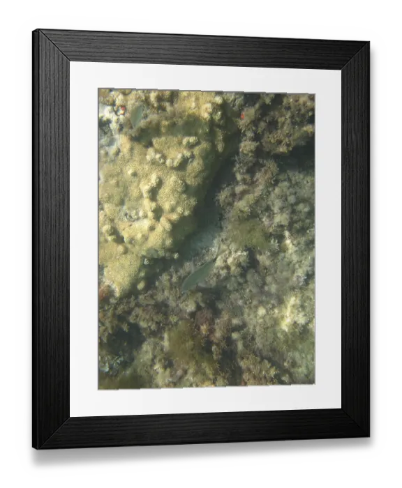 Framed Print : Underwater pictures, Pisces, Ilha Grande