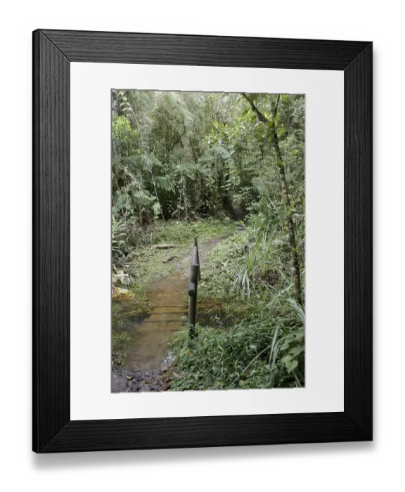 Framed Print : Forest, Nature, Serra do Mar State park