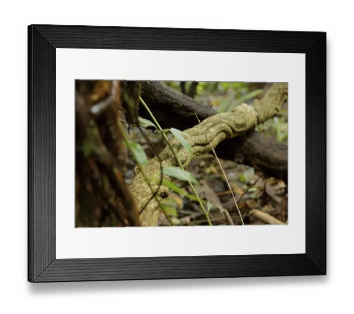 Framed Print : Forest, Nature, Serra do Mar State park