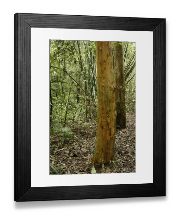 Framed Print : Forest, Nature, Serra do Mar State park Framed Print : Forest, Nature, Serra do Mar State park