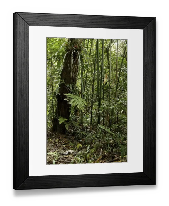 Framed Print : Forest, Nature, Serra do Mar State park Framed Print : Forest, Nature, Serra do Mar State park
