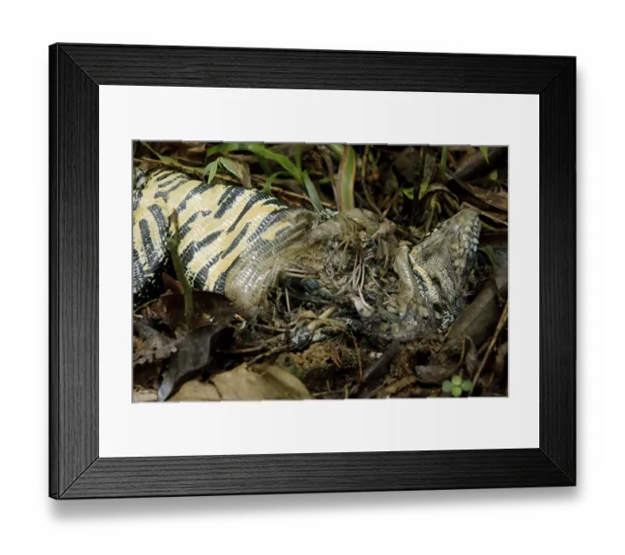 Framed Print : Lizard Died, Nature, Serra do Mar State park Framed Print : Lizard Died, Nature, Serra do Mar State park