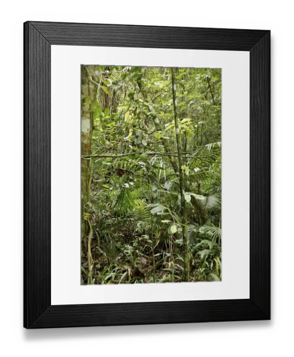 Framed Print : Forest, Nature, Serra do Mar State park Framed Print : Forest, Nature, Serra do Mar State park